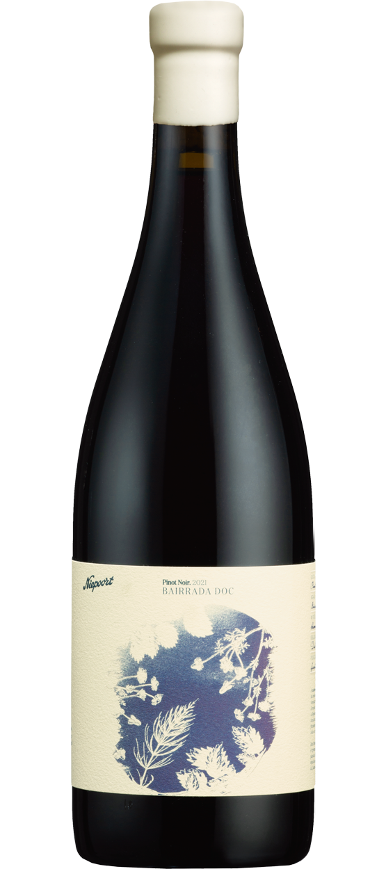 Pinot Noir Bio Tinto 2021 0